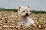 WESTIE 395